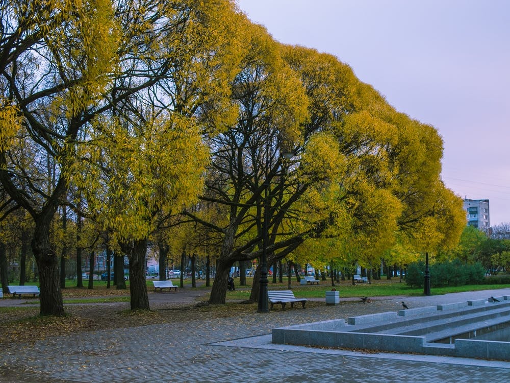 Autumn Trees In The Park