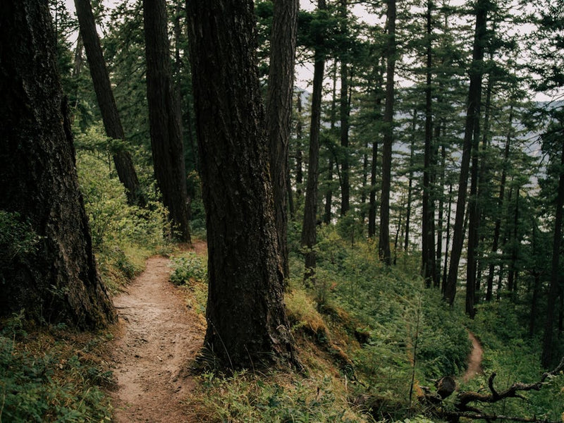 Side Trail
