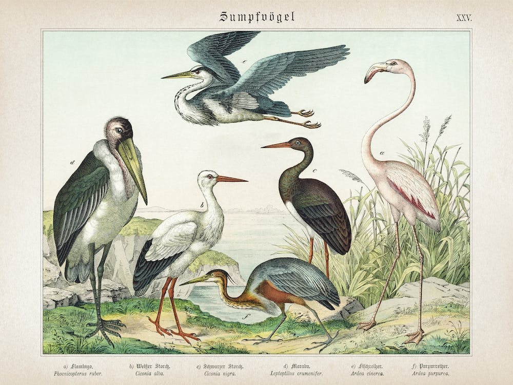 Vintage Schubert 5 Sumpfvögel 25
