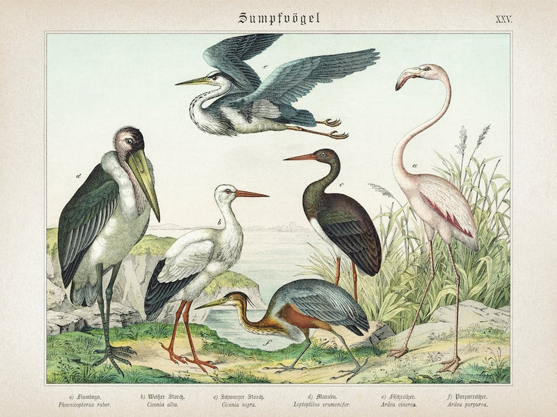 Vintage Schubert 5 Sumpfvögel 25