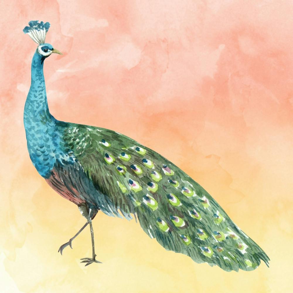 Peacock