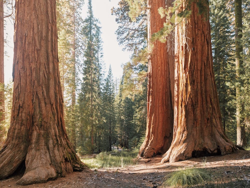 Eureka Redwood Forest