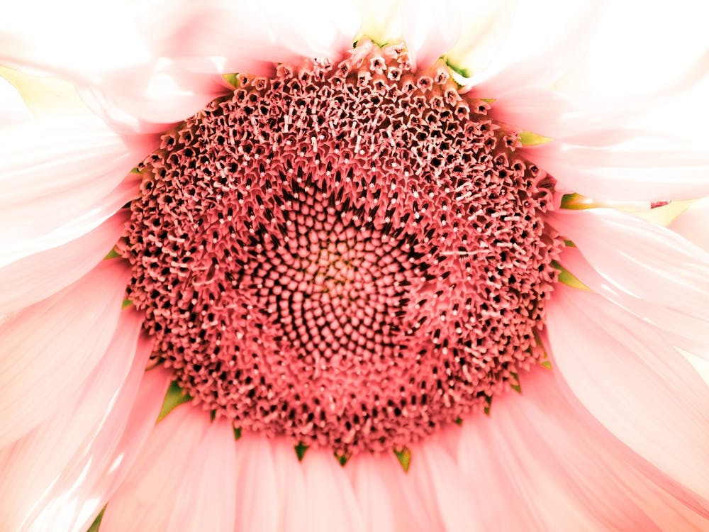 Infra Sunflower