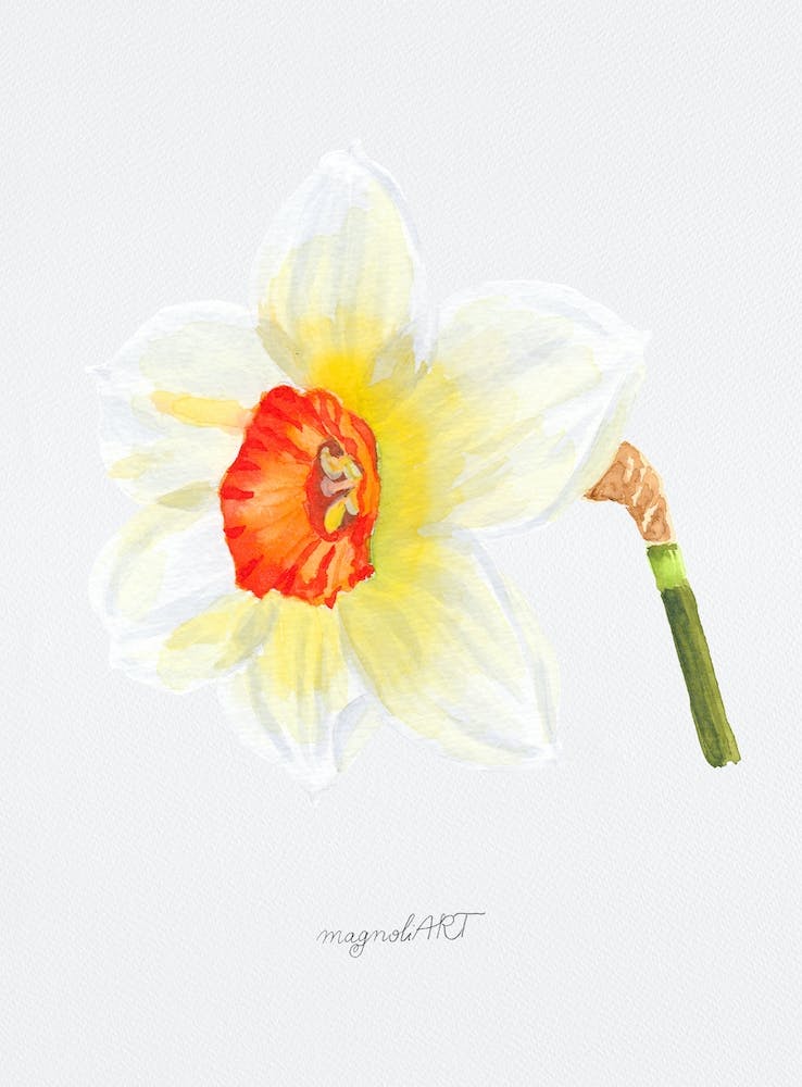 Daffodil 4