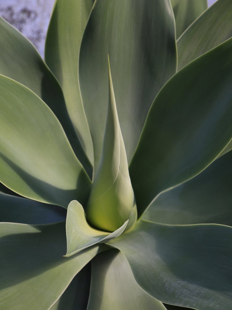 Botanical Green Agave Leafs