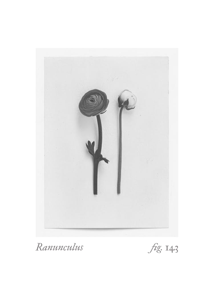 Ranunculus Botanical Collage 1