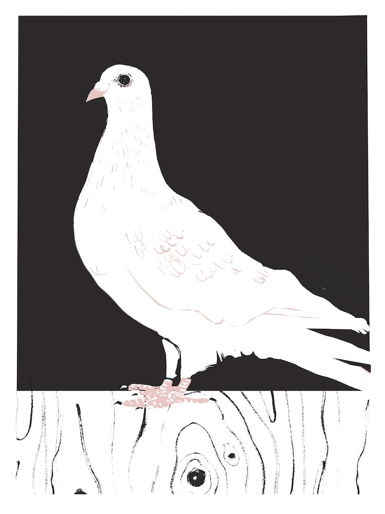 White Pigeon