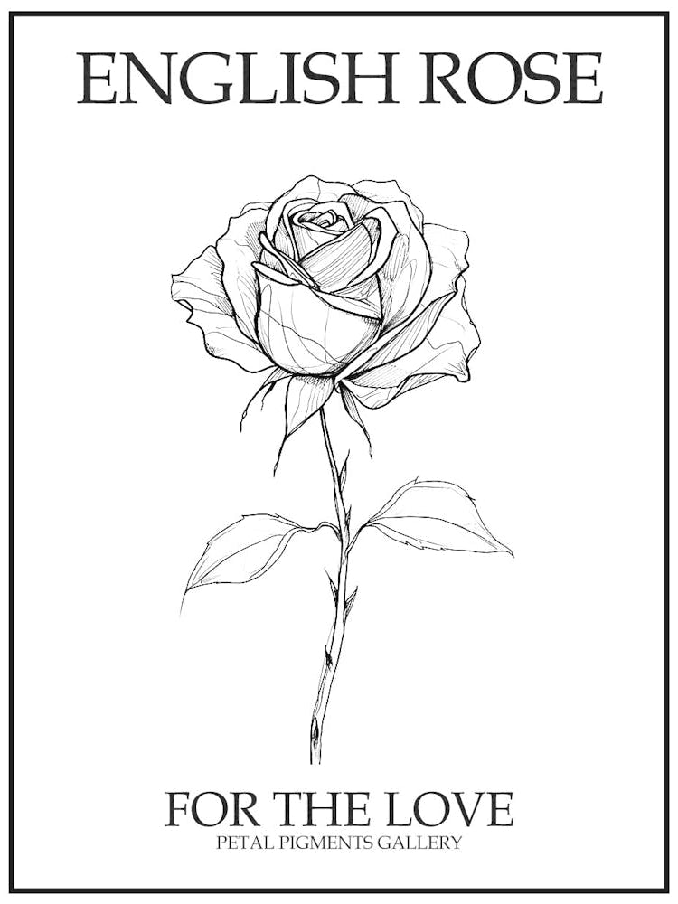 English Rose Black And White Line Drawing 18 Poster