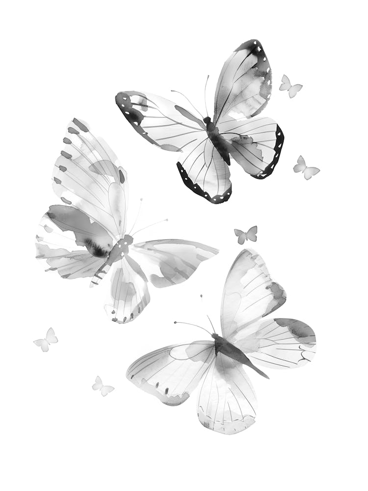 Black And White Butterflies