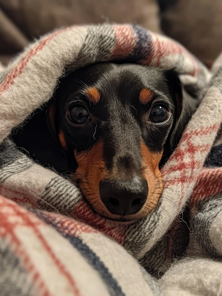 Dachshund.Generated AI. Wall 6