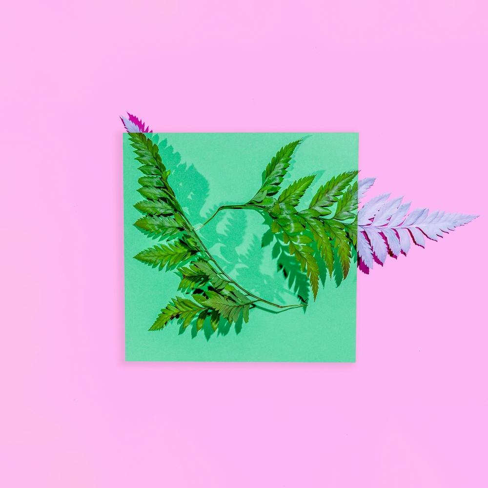 Pine.