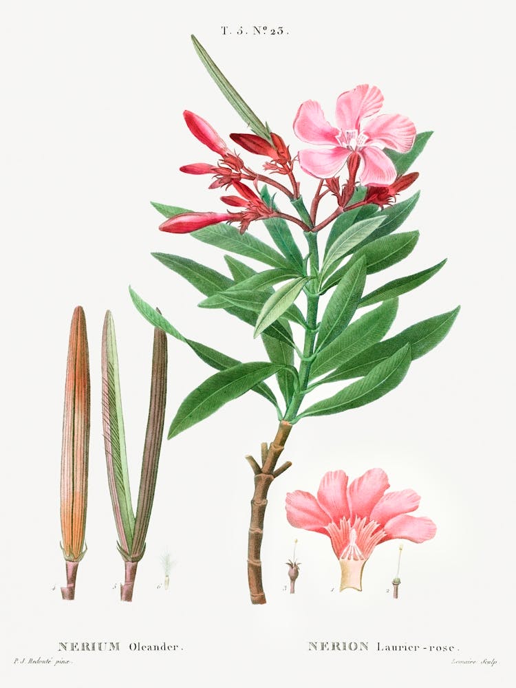 Oleander, Pierre Joseph Redoute (2)