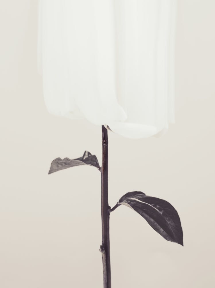 White Poppy_2314105