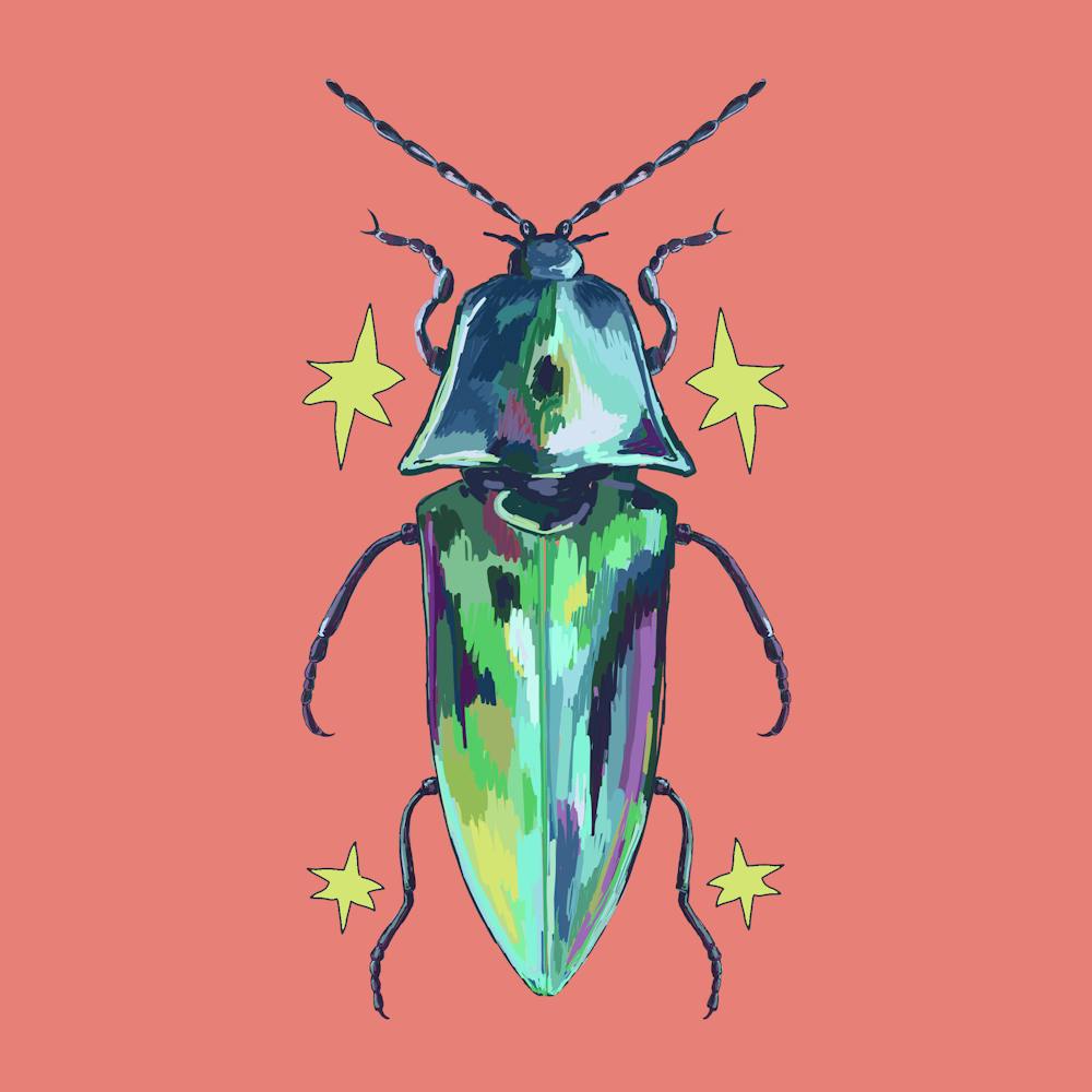 Colorful Beetle