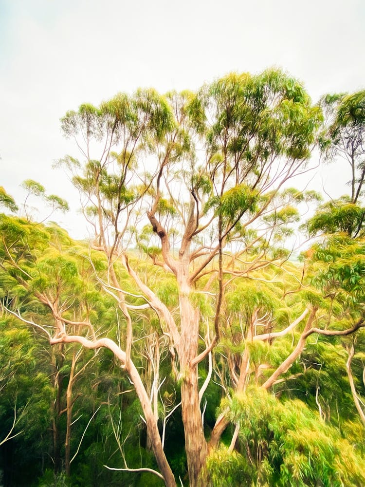 Red Tingle Tree Australia