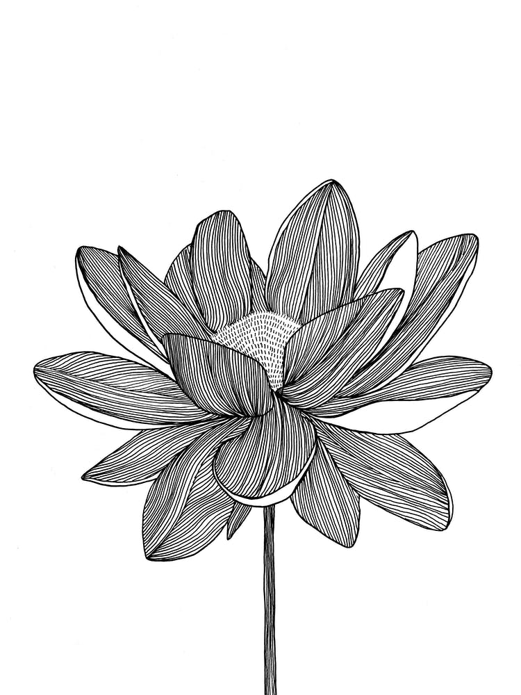 Lotus