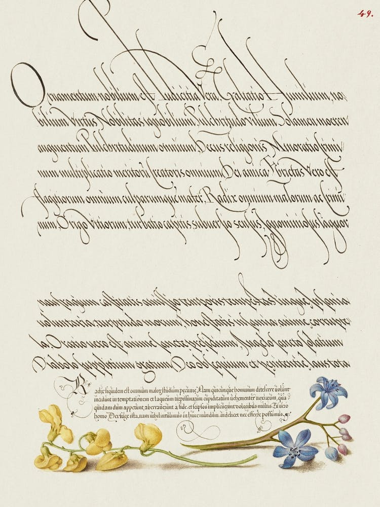 Bladder Senna And Alpine Squill From Mira Calligraphiae Monumenta, Joris Hoefnagel