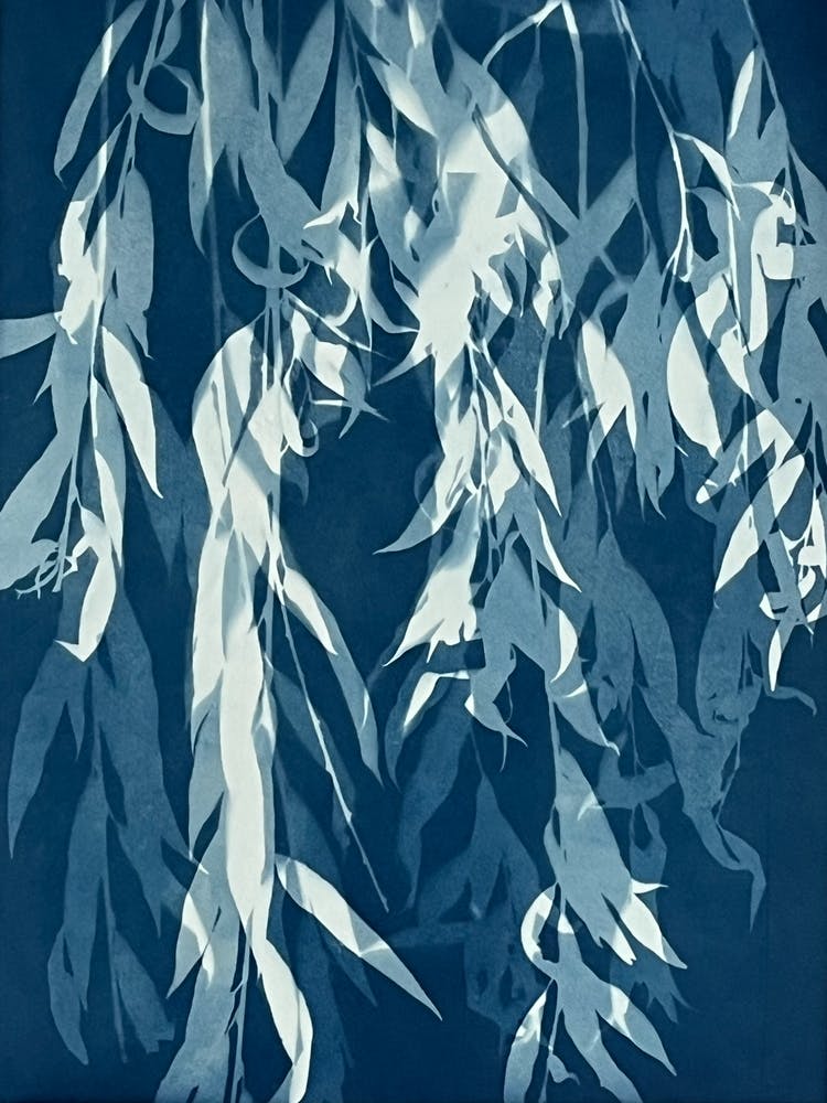 Blue willow tree leaf cyanotype print