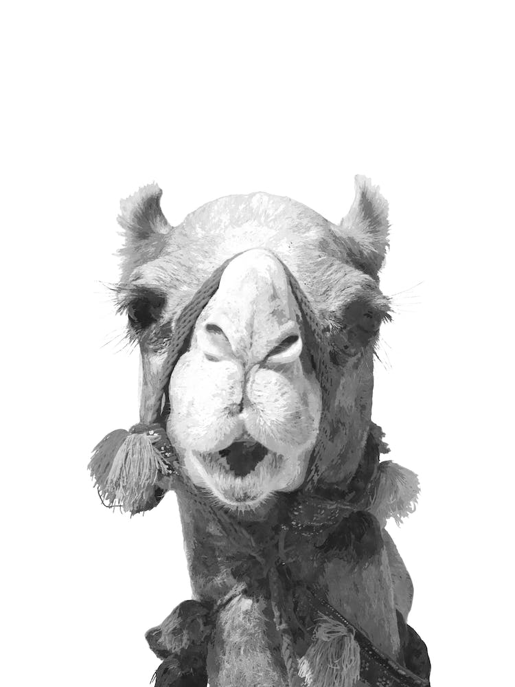 Black and White Camel Watercolor Effect