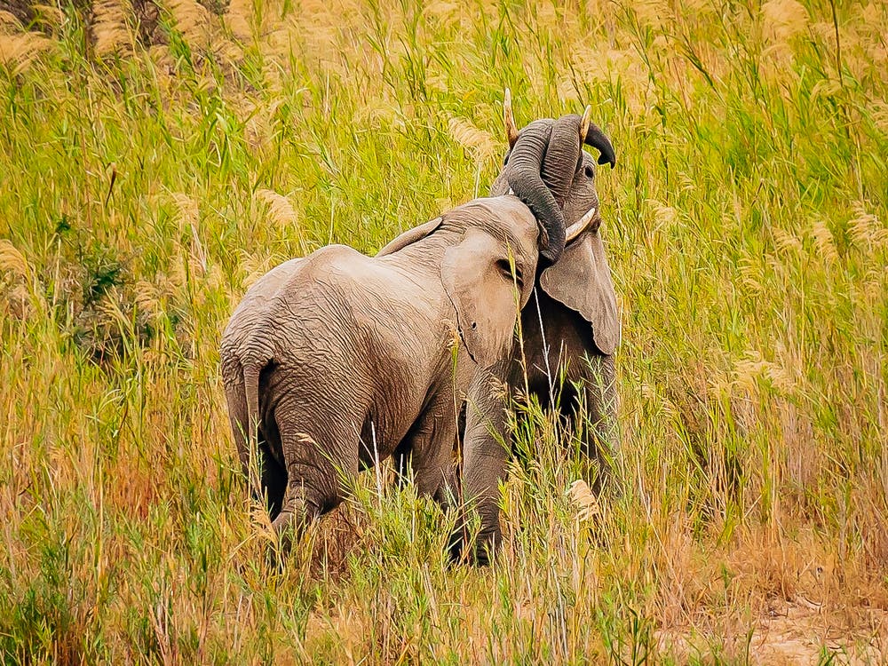 Elephants In The Grass
