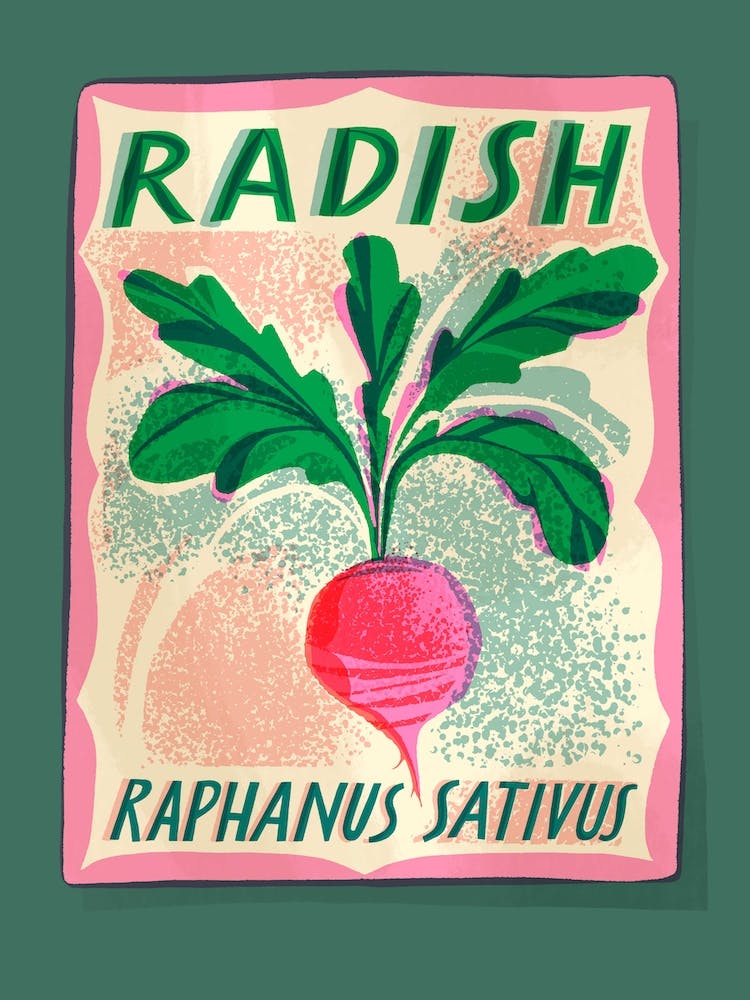 Radish Seed Packet