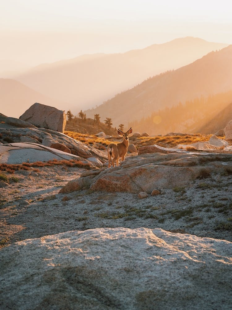Deer At Sunset