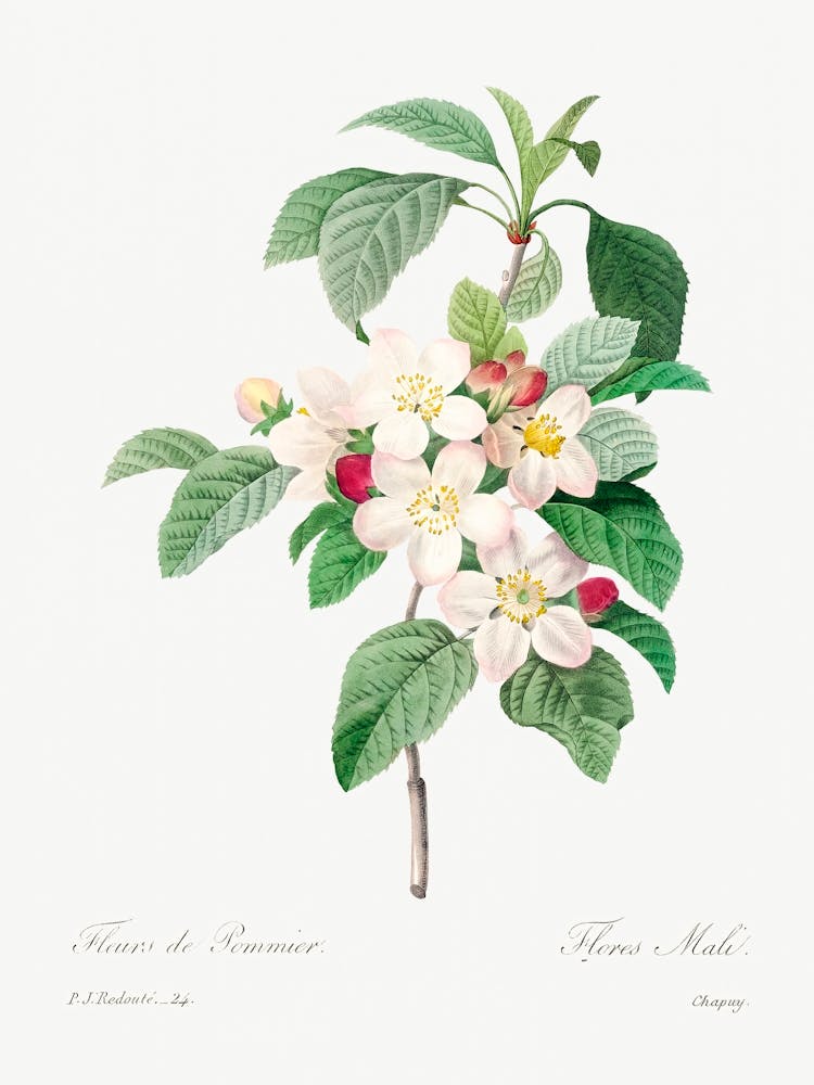 Antique Plant, Pierre Joseph Redoute (2)