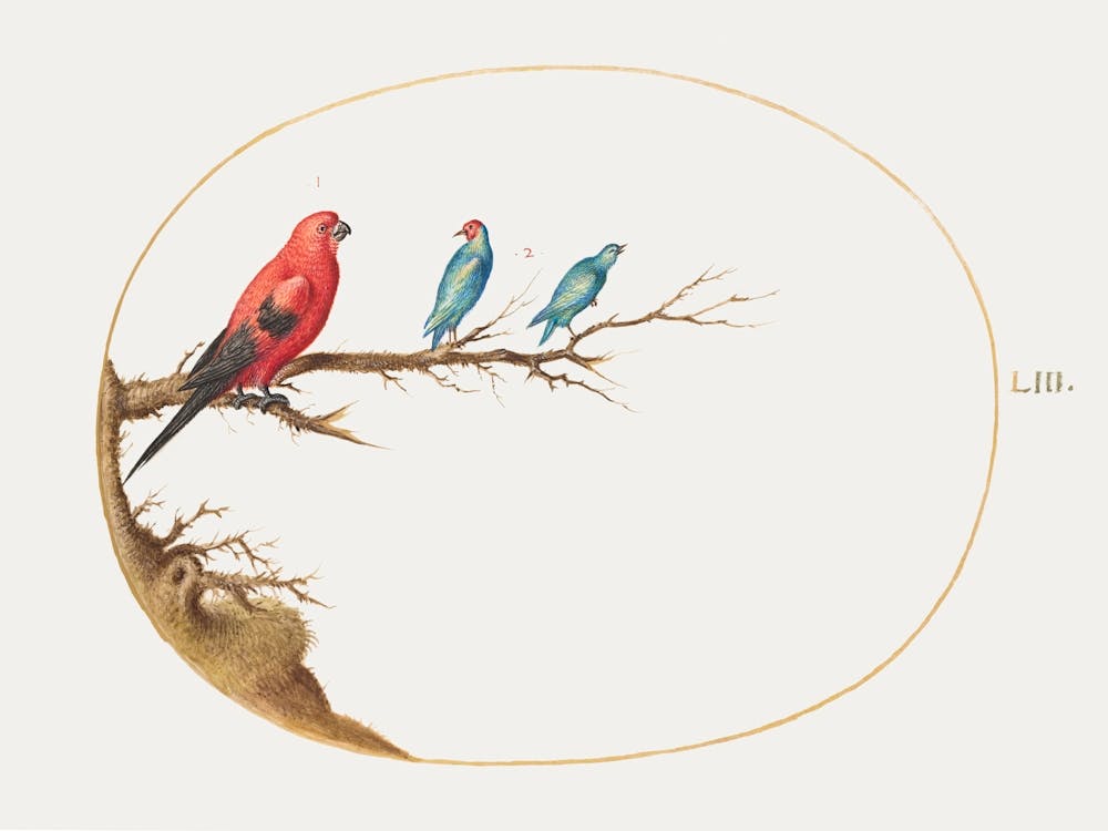 Three Brightly Colored Birds (1575–1580), Joris Hoefnagel