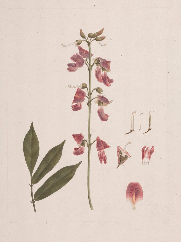 Millettia Ferruginea (Hochst.) Baker, Luigi Balugani