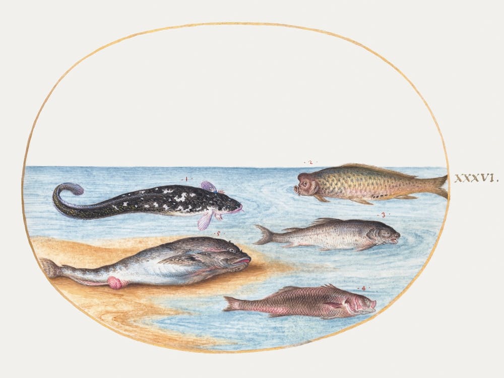 Five Fish, Including Carp (1575–1580), Joris Hoefnagel