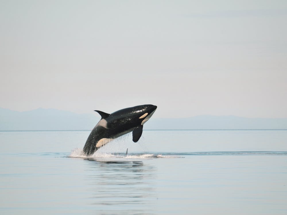 Killer Whale In Ocean