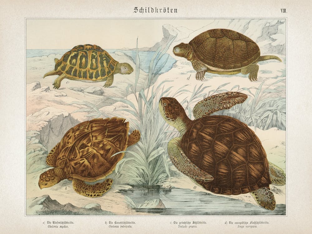 Vintage Schubert 6 Schildkröten 8