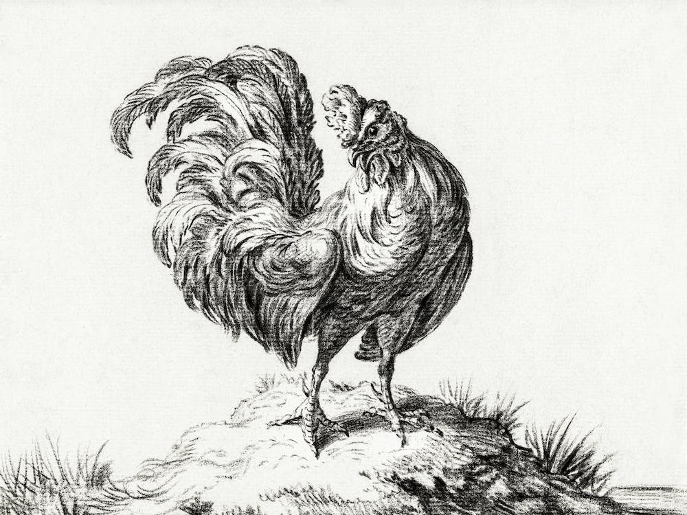 Chicken, Standing On A Hill, Jean Bernard