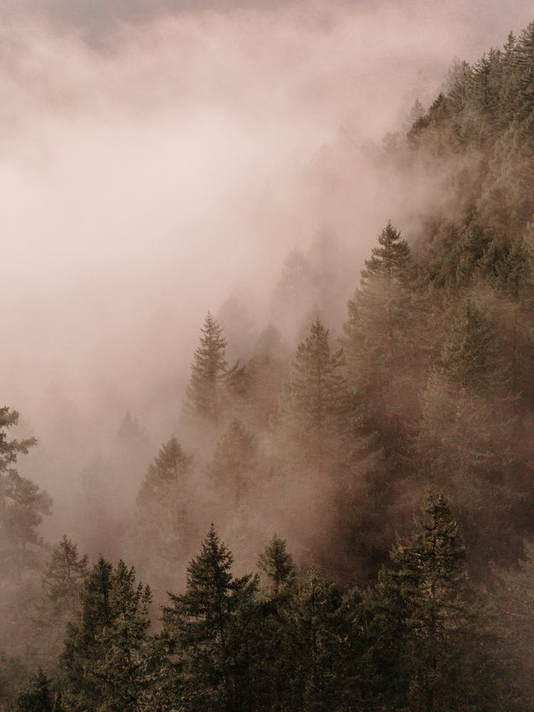 Foggy Trees