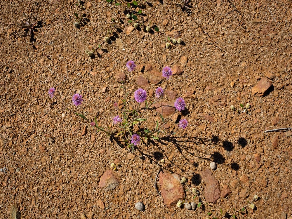 Small Purple Flowers In The Desert