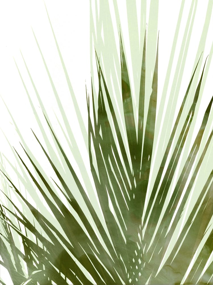 Palm Olive