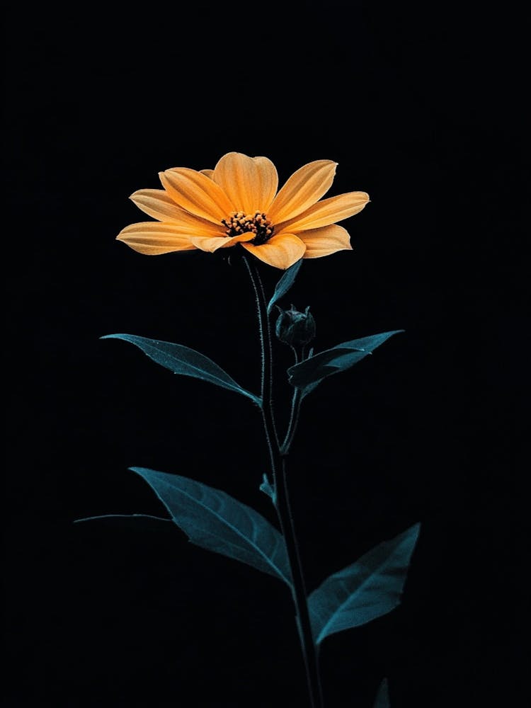 Black Flower