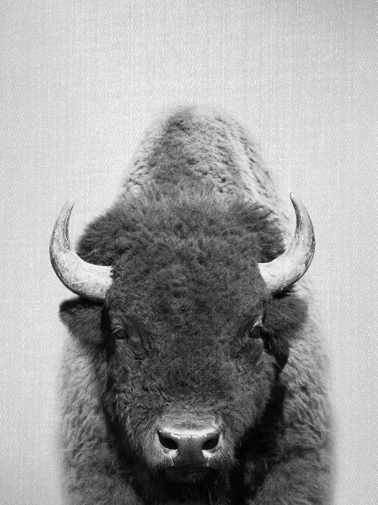 Buffalo - Black & White