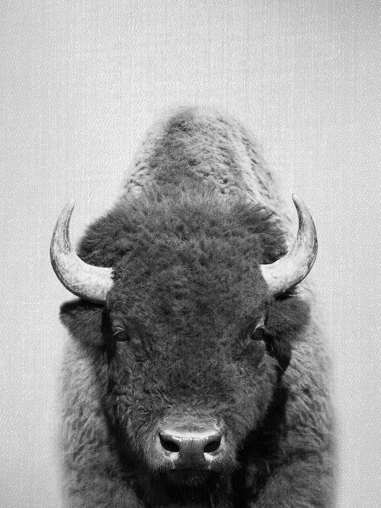 Buffalo - Black & White
