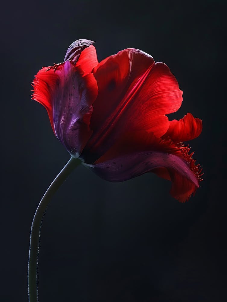 Poster Red Beauty 2