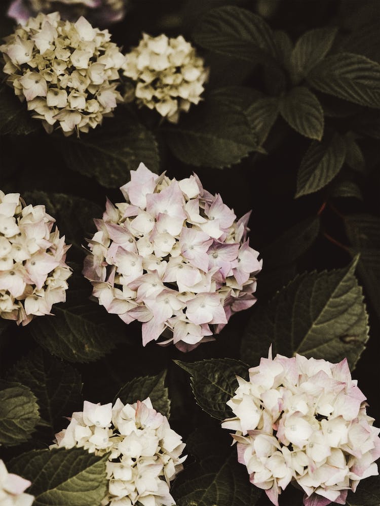 Lilac Hydrangea