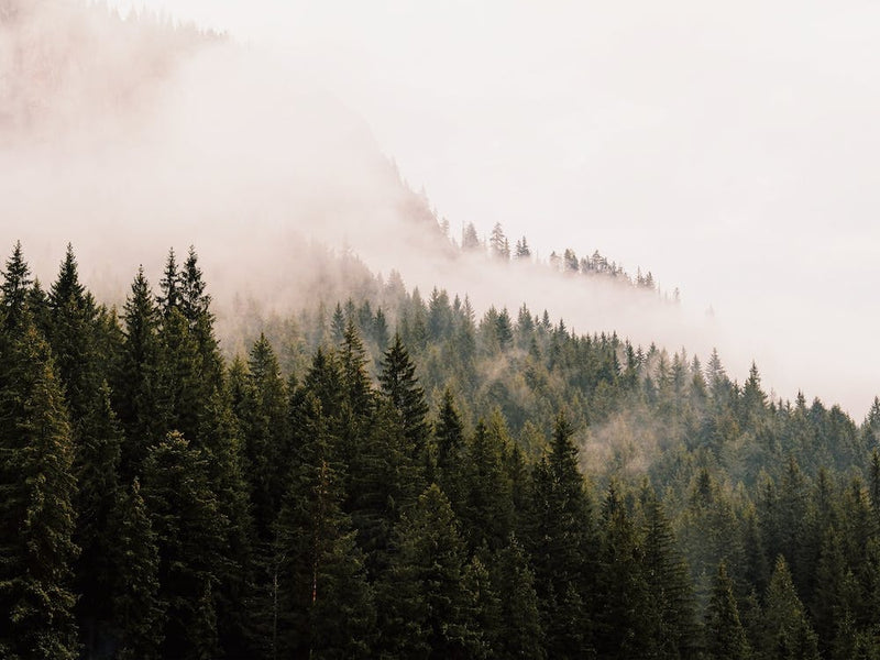 Foggy Mountain Forest