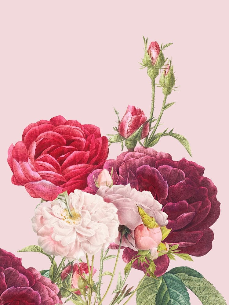 Bloomery Decor Vintage Pink Roses