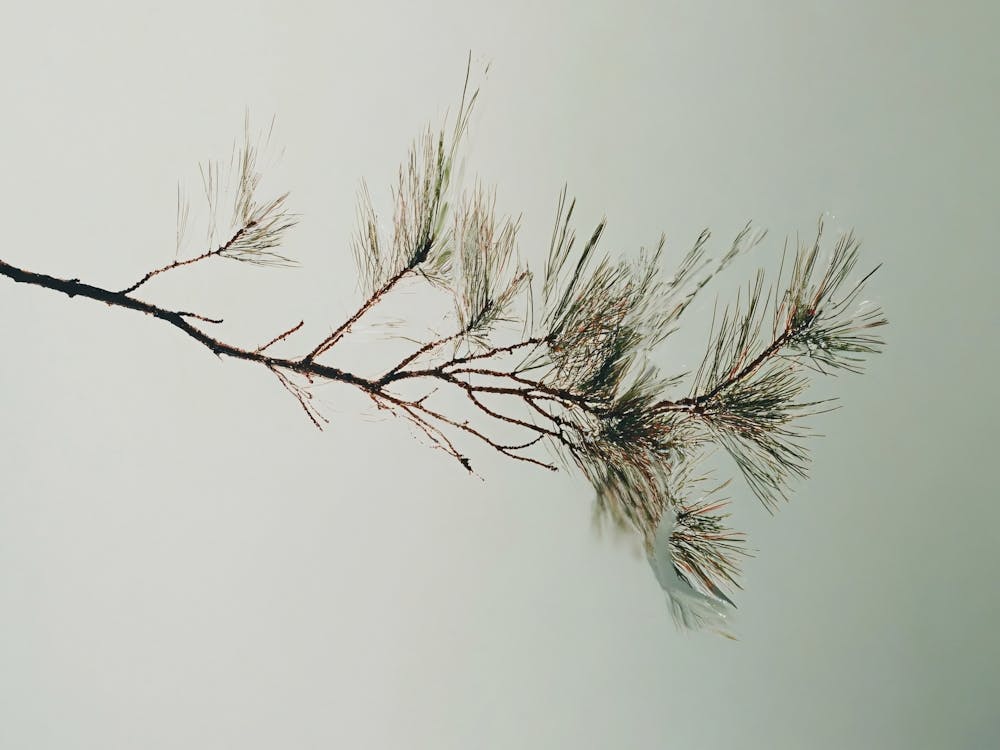 Pine Branch - Pine Stock Videos & Royalty-Free Footage