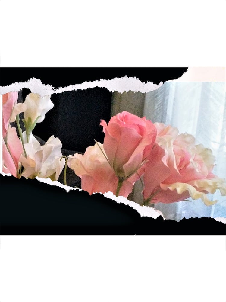 Pink Roses 1