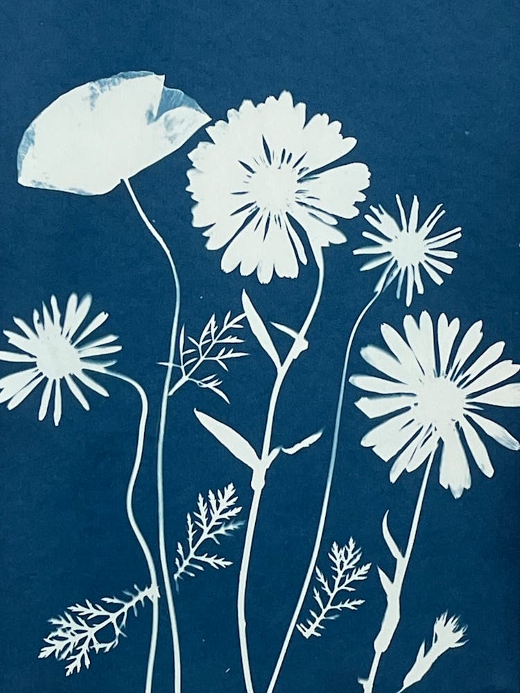 Blue daisy cyanotype