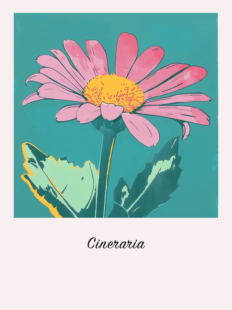 Cineraria 1 Square Flower Illustration Poster