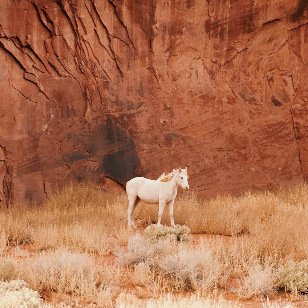 Desert Horse