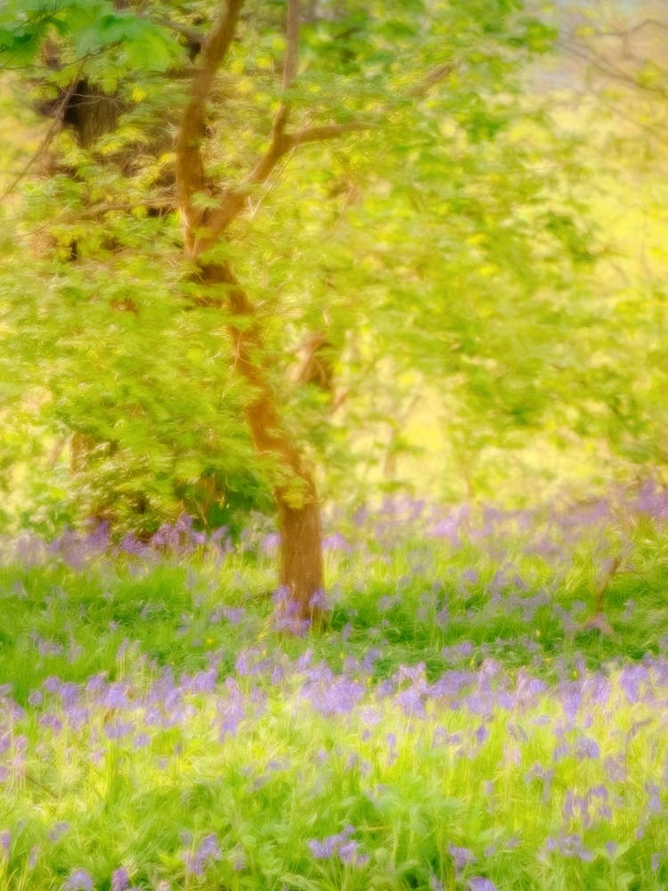 Sunlit Bluebell Wood