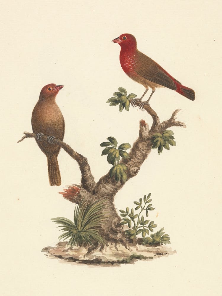Red Billed Firefinch, Luigi Balugani